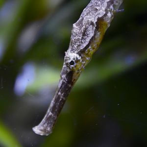 Dunckerocampus chapmani