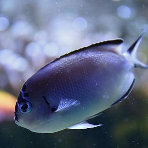 Genicanthus watanabei