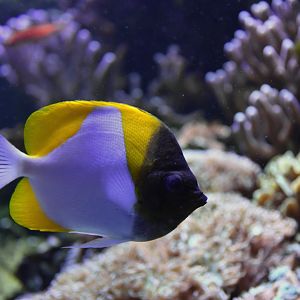 Hemitaurichthys polylepis