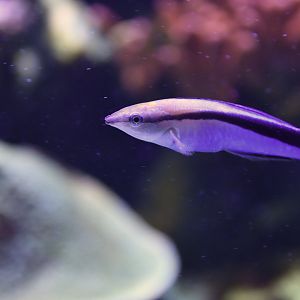 Labroides dimidiatus