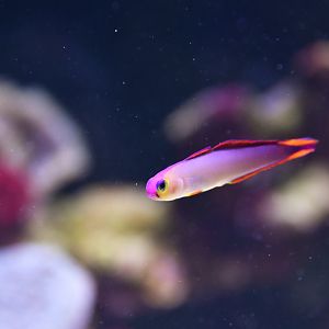 Nemateleotris decora