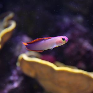 Nemateleotris decora