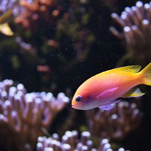 Pseudanthias bimaculatus