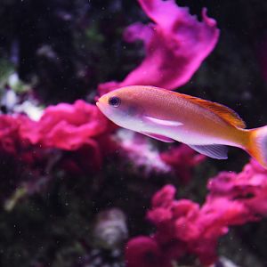 Pseudanthias cooperi