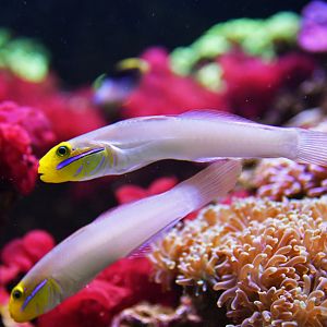 Valenciennea strigata