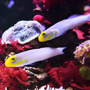 Valenciennea strigata