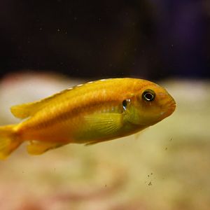 Labeotropheus trewavasae