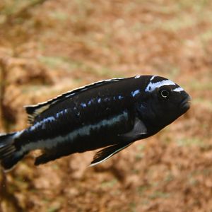 Pseudotropheus johannii