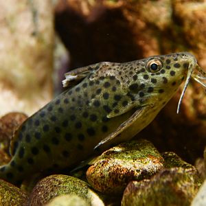 Synodontis njassae