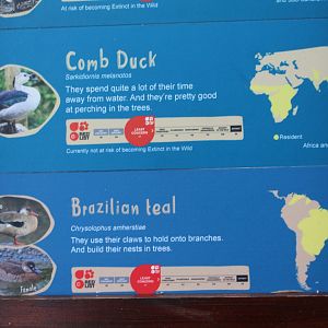 Chester Zoo duck rearing aviary labels