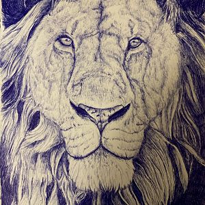 Lion ballpoint drawing