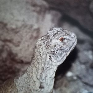 Indian spiny-tailed lizard - Saara hardwickii