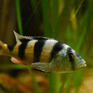 Haplochromis latifasciatus