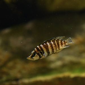 Altolamprologus calvus