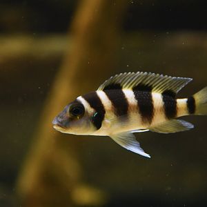 Neolamprologus tetracanthus