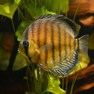 Symphysodon aequifasciatus