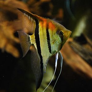 Pterophyllum scalare