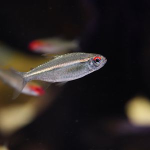 Hyphessobrycon amapaensis