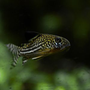 Corydoras sterbai
