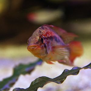 Apistogramma macmasteri