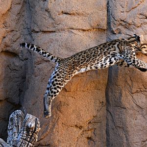 leaping ocelot