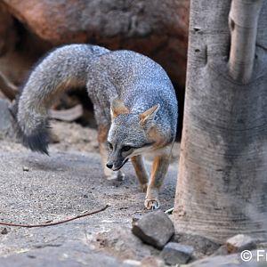 gray fox
