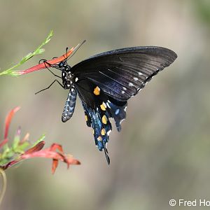 pipevine swallowtail