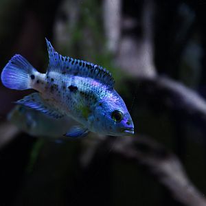 Kronoheros umbriferus