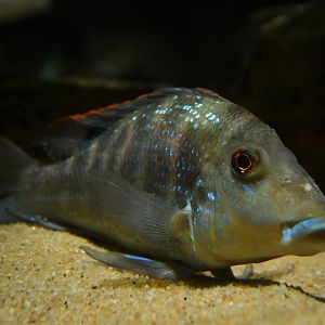 Retroculus lapidifer