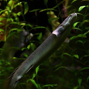 Polypterus senegalus