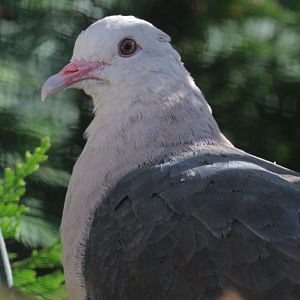 Pink Pigeon (Nesoenas mayeri) at Zoo Zamość (Poland), October 2021