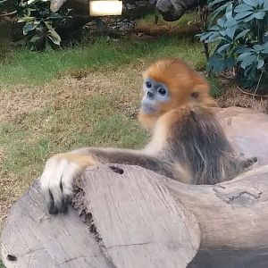 Golden snub nosed monkey