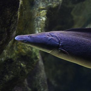 Gymnarchus niloticus