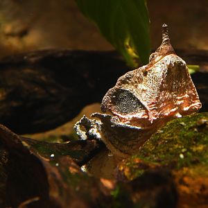 Matamata (Chelus fimbriata)