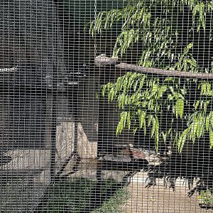 Channel-Billed Toucan Exhibit