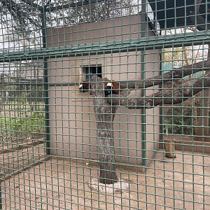 Red ruffed lemur Exhibit