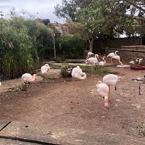 Greater Flamingo Exhibit