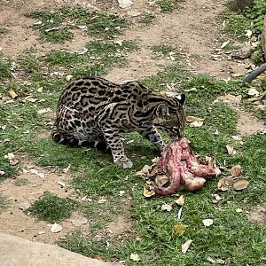 Ocelot eating.