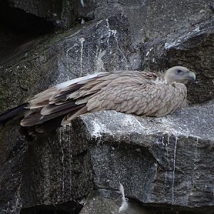 Griffon or Himalayan vulture? (Tierpark Berlin)