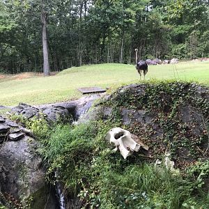 Ostrich, Elephant Skull, and Waterfall