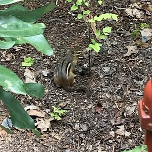 Eastern Chipmunk