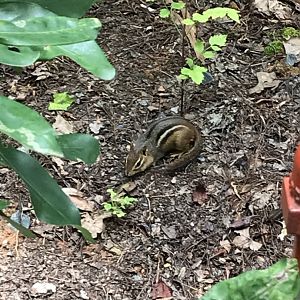 Eastern Chipmunk