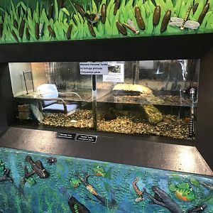 Richardson Nature Center - Painted Turtle & False Map Turtle Exhibits