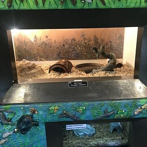 Richardson Nature Center - Bullsnake Exhibit