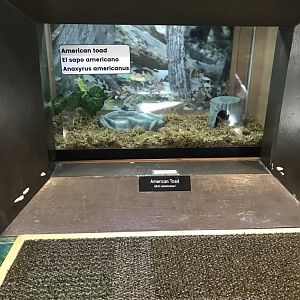 Richardson Nature Center - American Toad