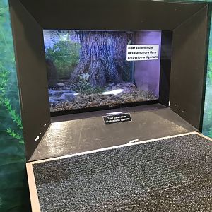Richardson Nature Center - Eastern Tiger Salamander Exhibit