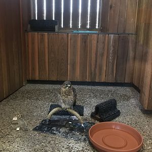Richardson Nature Center - Broad-Winged Hawk Exhibit