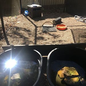 Richardson Nature Center - False Map Turtle & Painted Turtle Pools