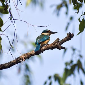 Sacred Kingfisher (Todiramphus sanctus)