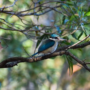 Sacred Kingfisher (Todiramphus sanctus)